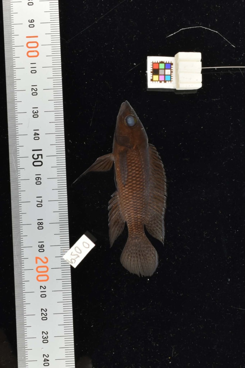 Neolamprologus labrosus 'Kasenga'